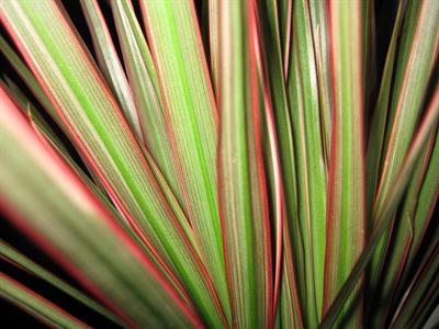 Dracaena marginata